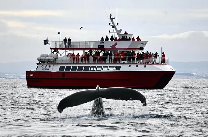 Die Schwanzflosse eines Buckelwals neben einem Boot zur Walbeobachtung vor Reykjavik